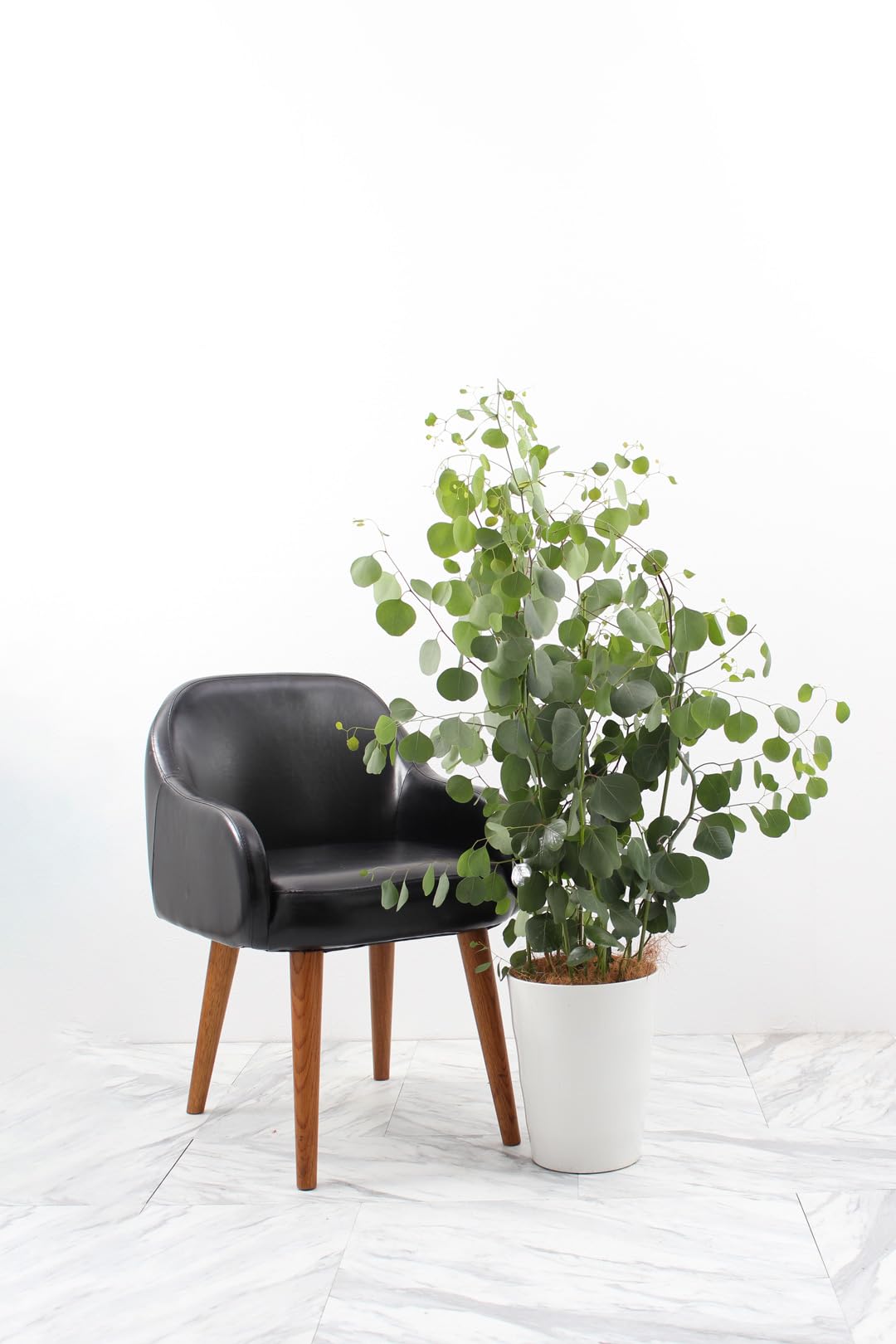 【現品】ユーカリ・ポポラス　 ポリアンセモス　ユーカリの木　８号　Ⅰ 丸葉ユーカリポポラス＜ポリアンセモス＞ 8号（観葉植物：0714