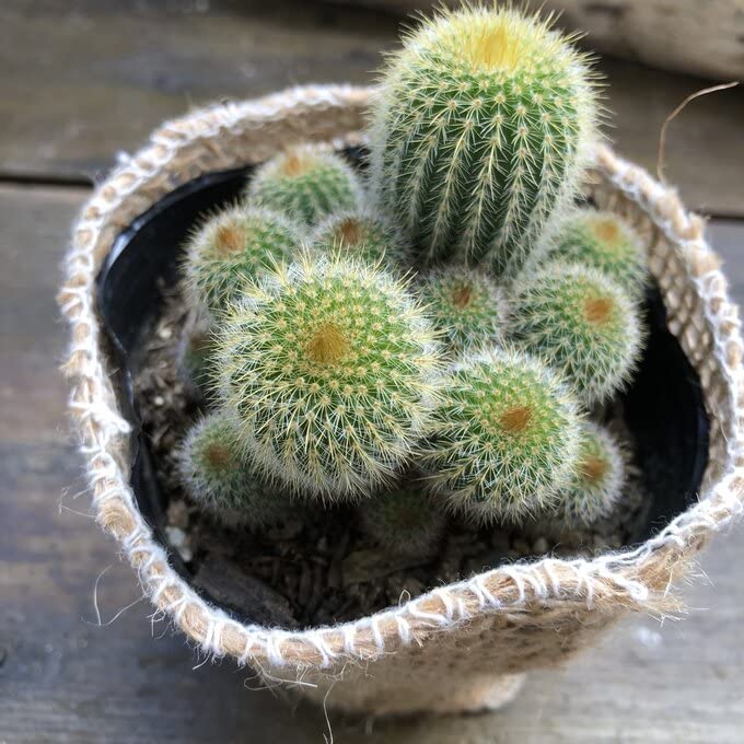 Amazon｜金晃丸 サボテン 小株たくさん 黄金｜観葉植物 オンライン通販