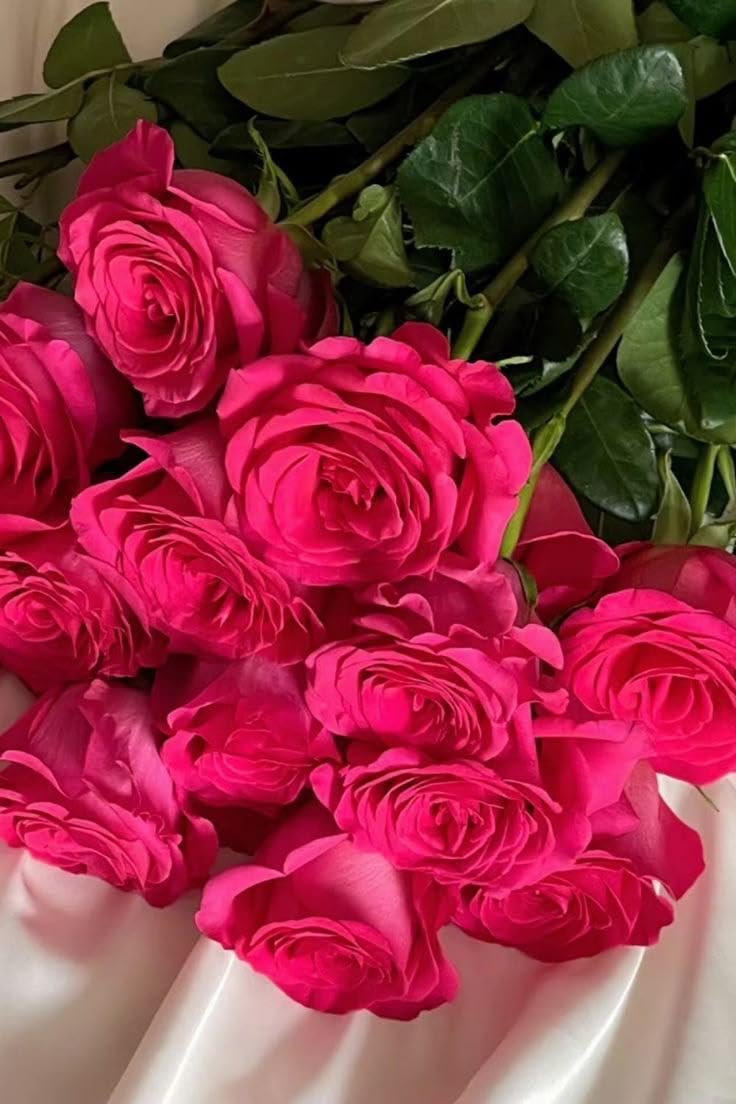 Peach Rose Live Plant - Fragrant Outdoor Flower -2 Peach Rose Live Plant - Fragrant Outdoor Flower -2