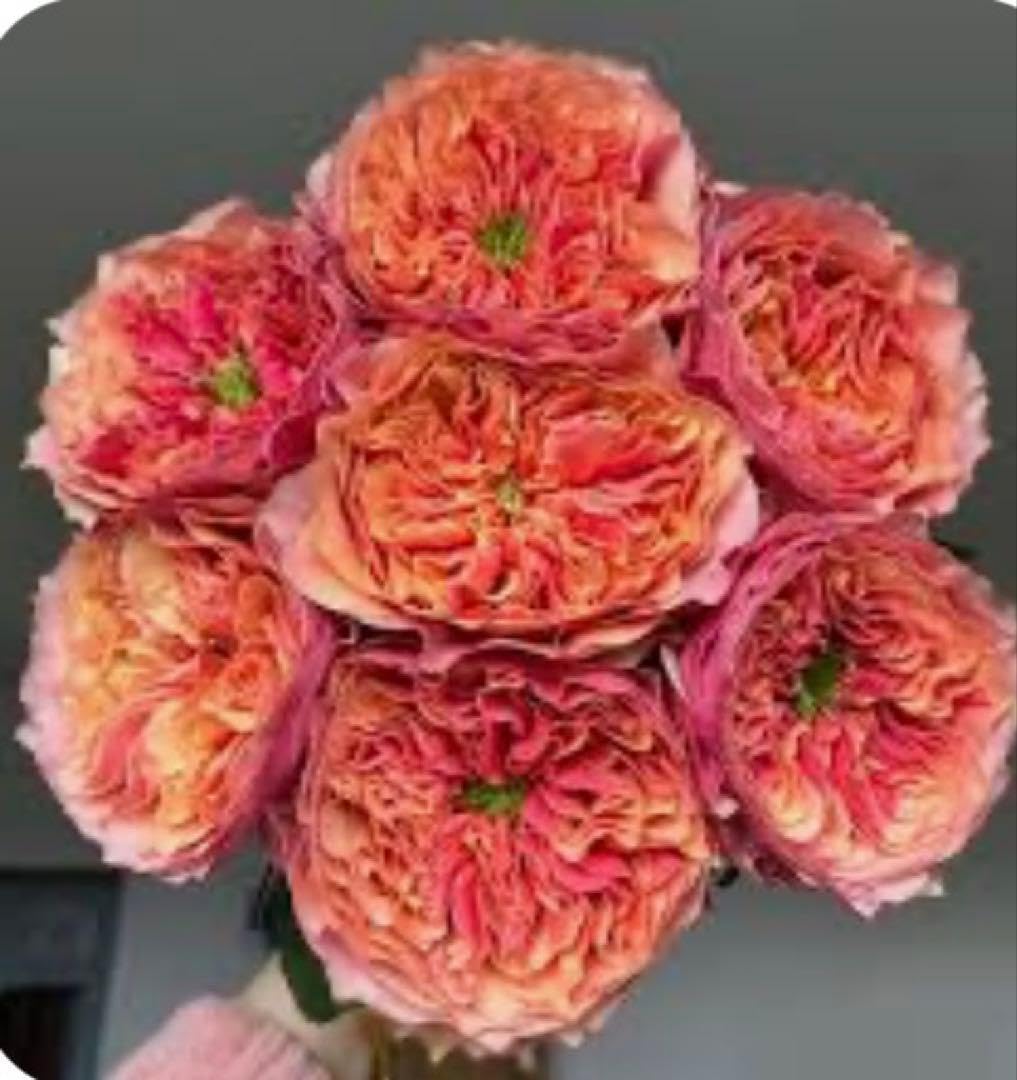 Amazon｜薔薇 kengsin..苗｜観葉植物 オンライン通販
