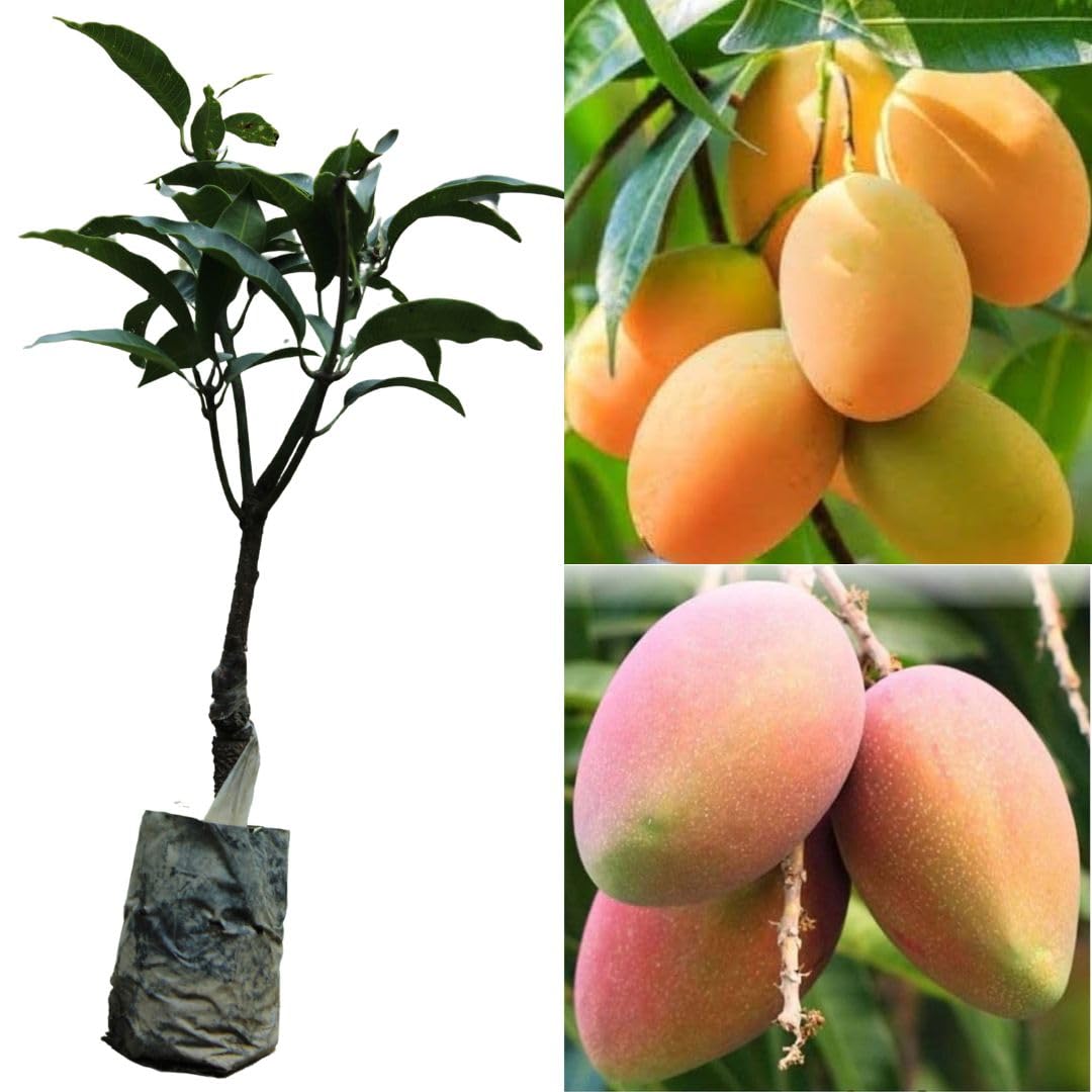 Grafted Alphonso Mango Big Tree Big Mango Tree For Grafted | Desertcart  Seychelles, image size:1080x1080
