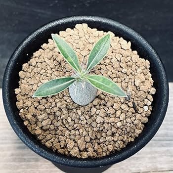 Amazon｜コーデックス：パキポディウム マカイエンセ 実生 S*｜観葉