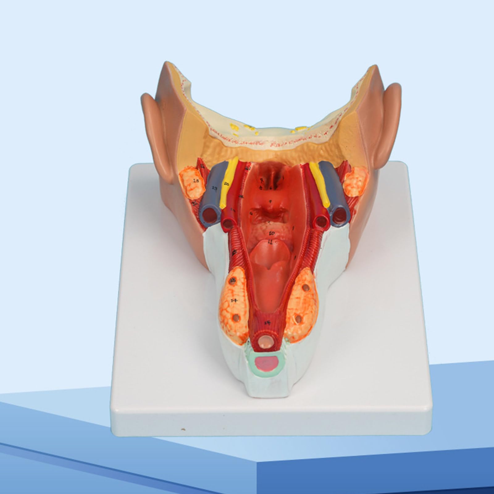 Anatomiczny model mięśni ściany gardła badania choroby wykład medyczny anatomia narządów człowieka model materiały dydaktyczne