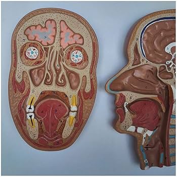 頭部模型 解剖学的構造 Amazon.co.jp: 胴体心臓脳スケルトン医科大学教育解剖学頭正中矢