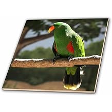 3dRose Ecletius Parrot Tropical Bird, Sacramento Zoo 4 Inch Ceramic Tile