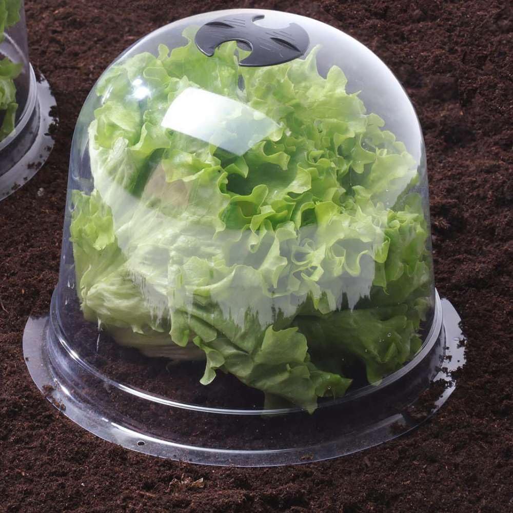 Cloches à salades Plastique - Lot de 72