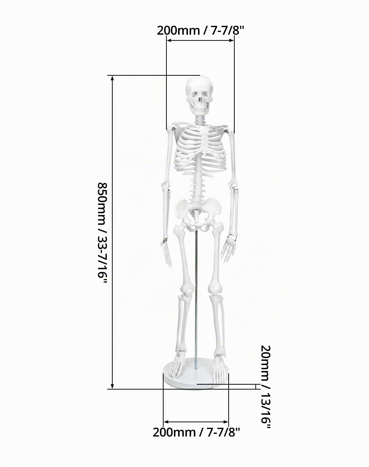 QWORK® modelo de esqueleto, 85 cm, esqueleto humano modelo anatómico, flexible, para herramienta de visualización de enseñanza médica