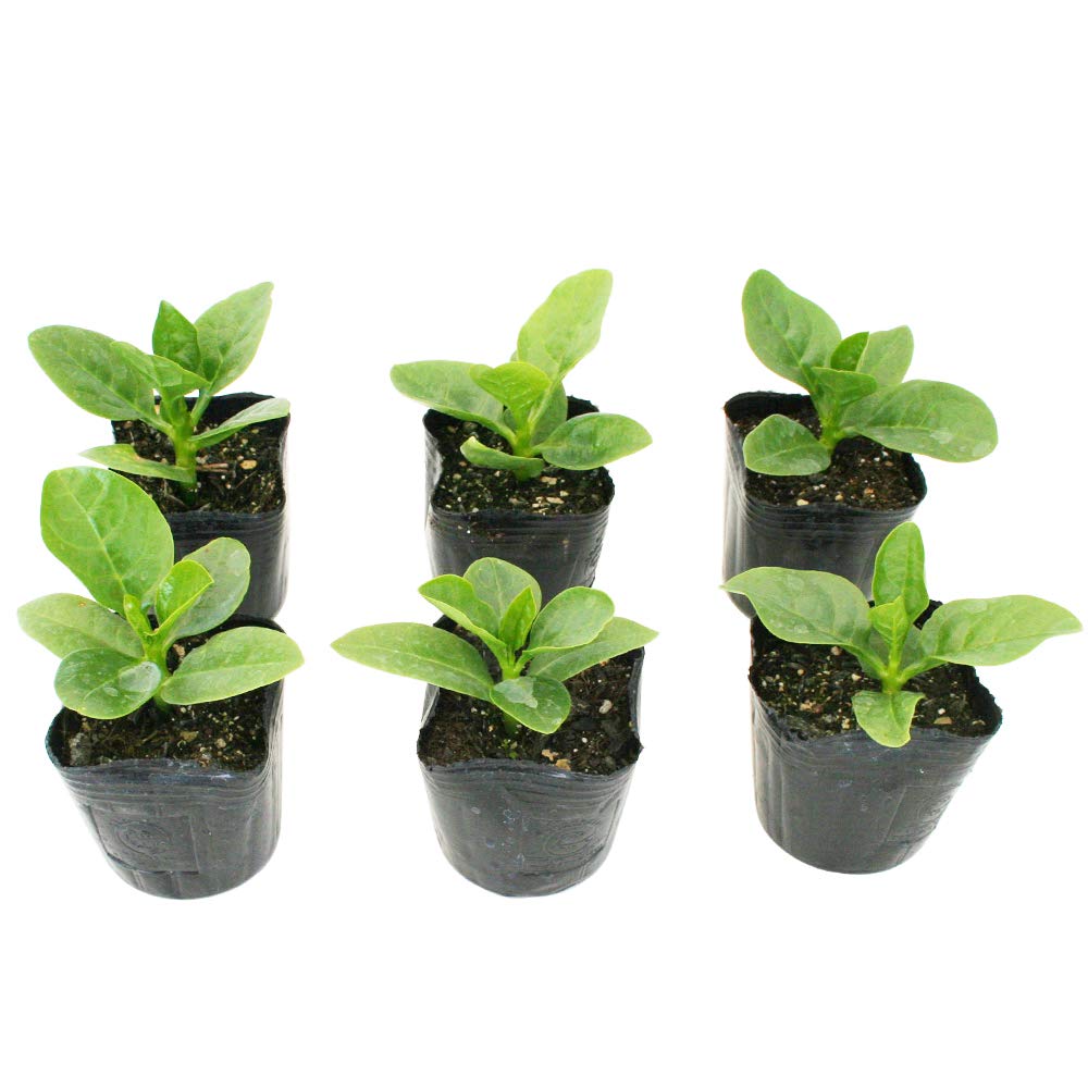Amazon.co.jp: 緑茎 つるむらさき 野菜苗 6ポットセット 3号ポット