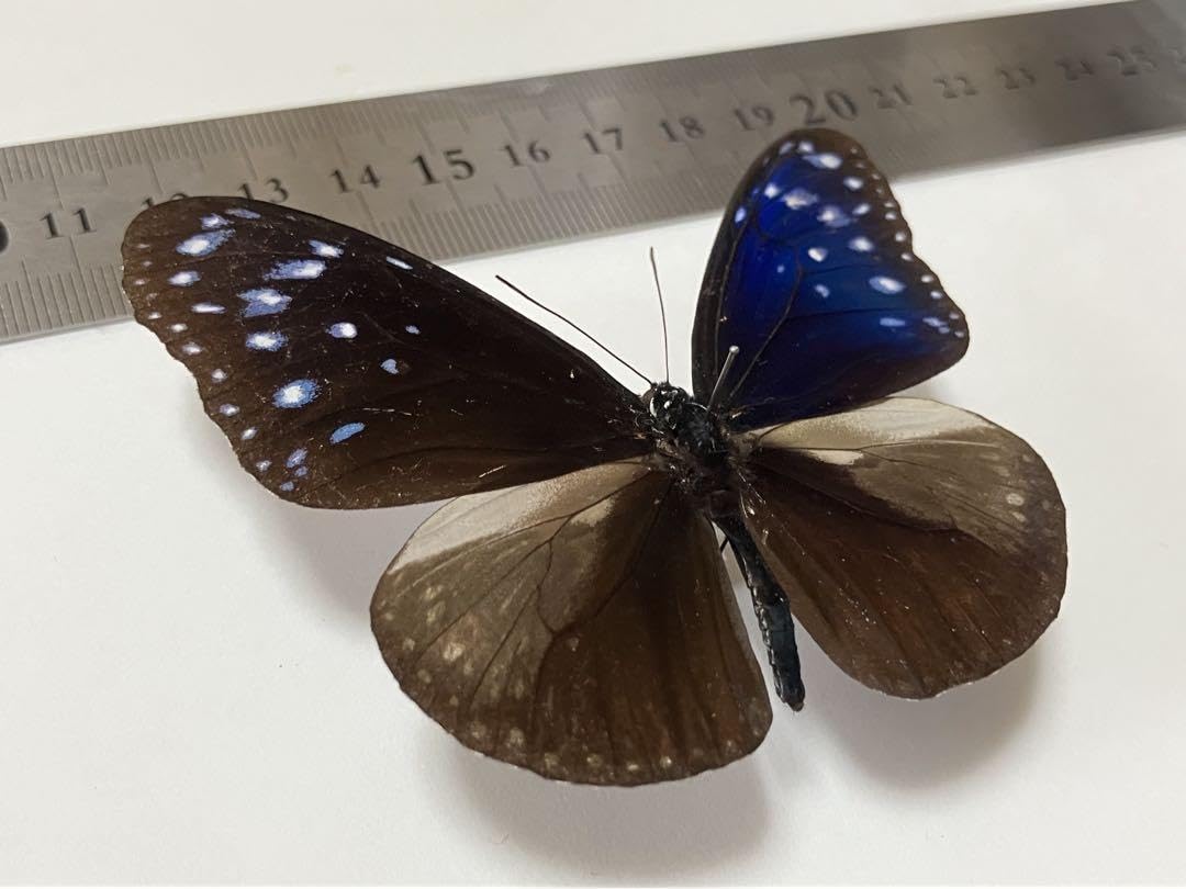 ツマムラサキマダラ  造形作品　粘土造形　昆虫　模型　蝶 ツマムラサキマダラ 造形作品 粘土造形 昆虫 模型 蝶 2025年最新