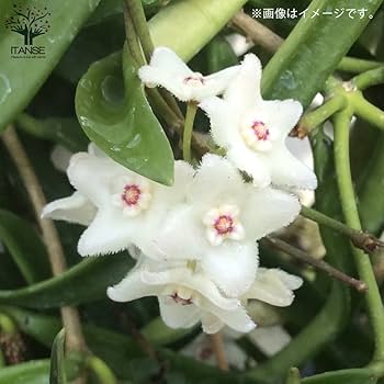 Amazon｜ホヤ(桜ラン)・ロンギフォリア 吊鉢5号鉢【品種で選べる