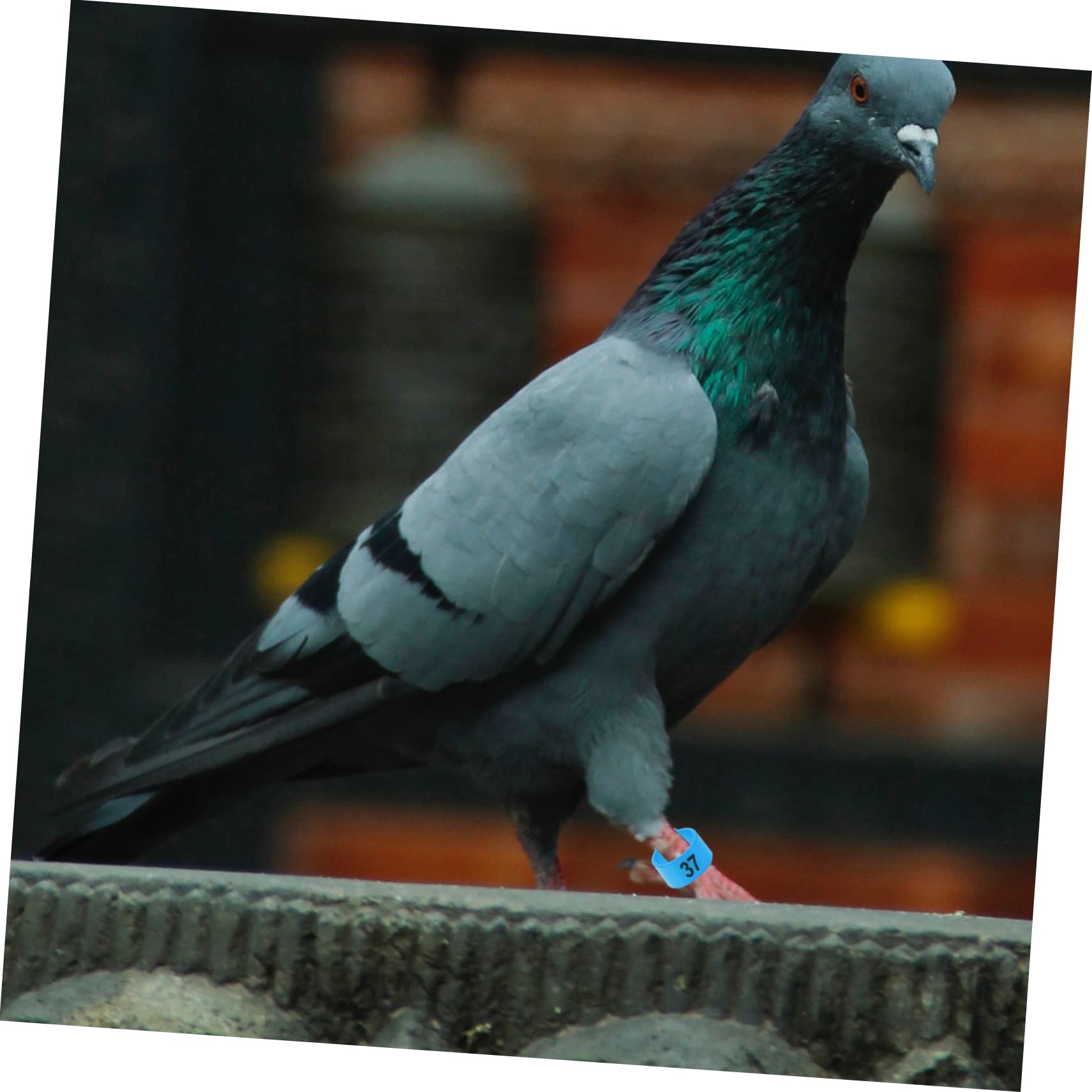 Amazon | Kisangel 番号付き青色鳥の足輪 鳥のアクセサリー 鸠用プラ製