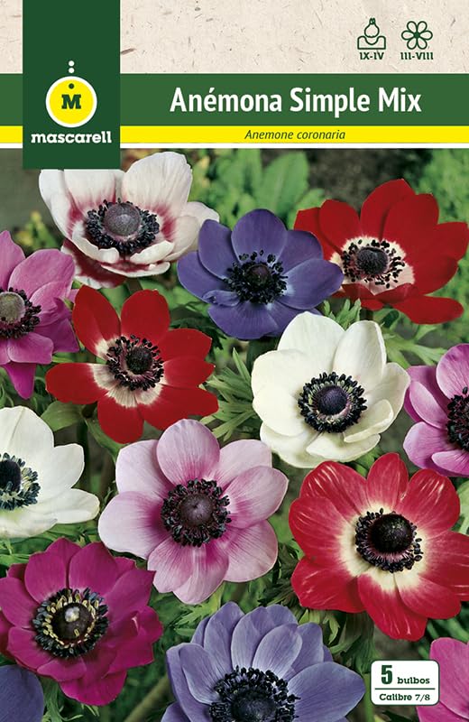 Mascarell Semillas, ANEMONAS SIMPLE MEZCLA DE COLORES, Semillas Bulbosas, Bulbos de Flores Otoño Fácil de Cultivar, Bolsa 5 Bulbos