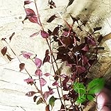 Planterest - Ludwigia Repens Super Red Mini Leaves Live Aquarium Plant Stems BUY2GET1FREE