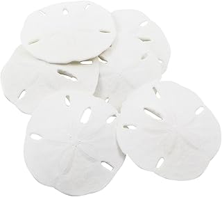 Sand Dollars - Real Sand Dollars 2 1/2"-3" (Set of 6) - Sand Dollar Shells - Seashell Wedding - Sand Dollars for Crafts