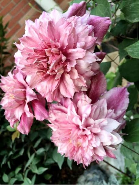 Amazon クレマチス球根 中庭に植えると 素敵な暖かい家を感じることができます ピンク 9球根 花 Amazon クレマチス球根 中庭に植えると 素敵な暖かい家を感じることができます ピンク 9球根 花