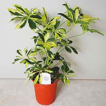 ◎シェフレラ ホンコンカポック／黄斑入り／観葉植物／苗木 ホンコンカポック(シェフレラ) 斑入り【白】 【観葉植物 4号鉢