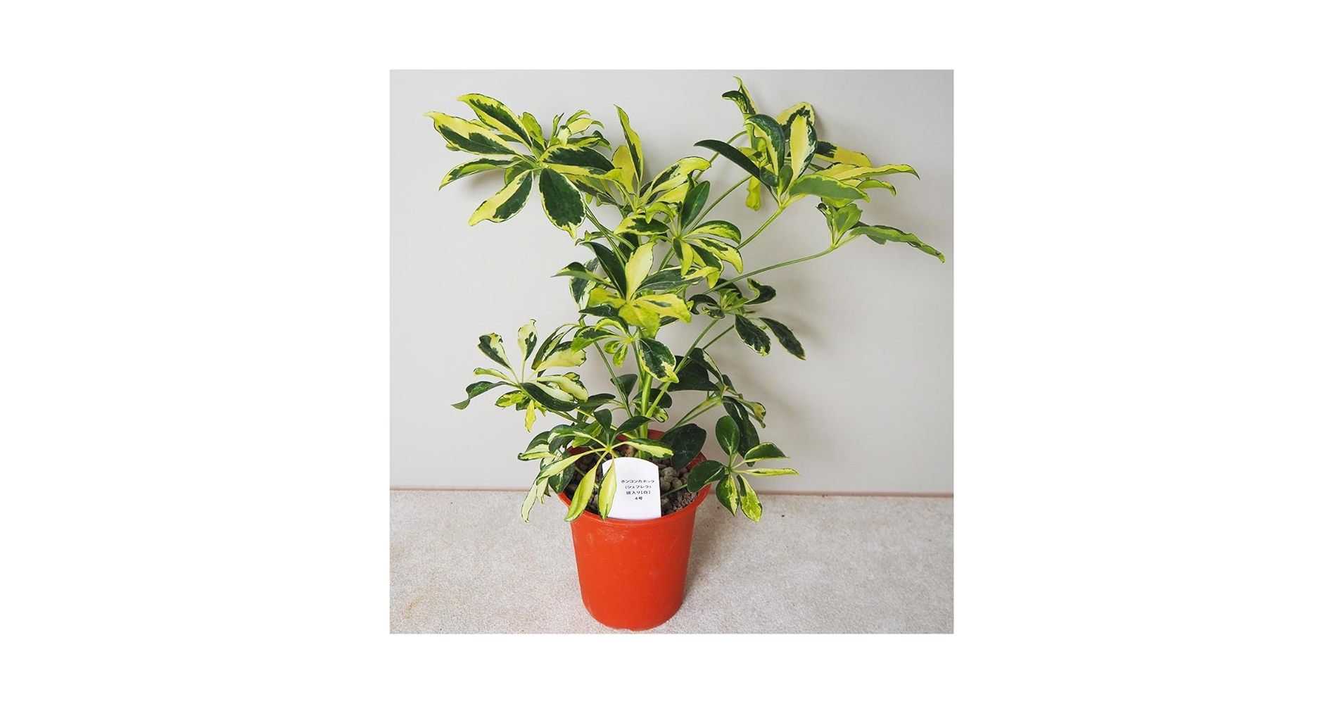 【直接取引限定】シェフレラ カポック 斑入り少し 約160cm Amazon｜シェフレラ 斑入り 8号 （ホンコンカポック