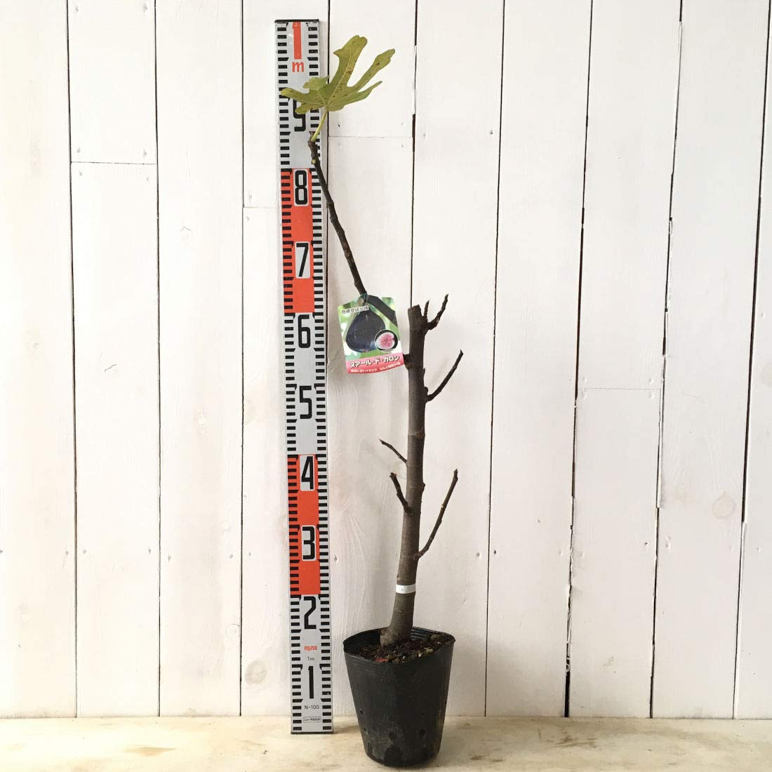 Amazon.co.jp: イチジク 苗木 ヌアールドカロン 15cmポット苗