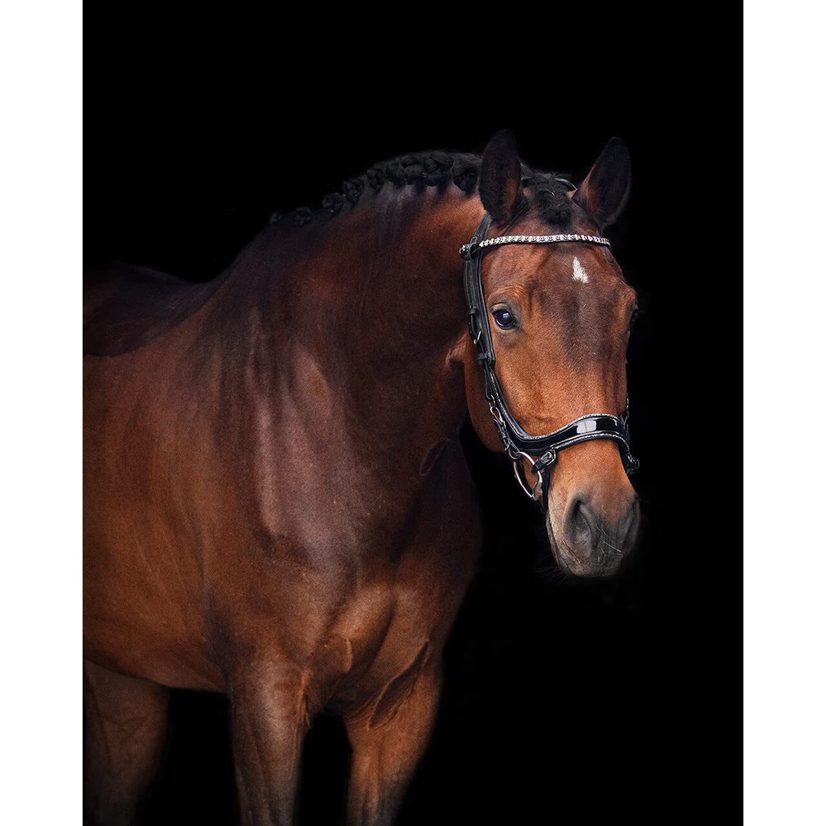 Trense FaySport Glitter PresTec Negro - Cob/VB