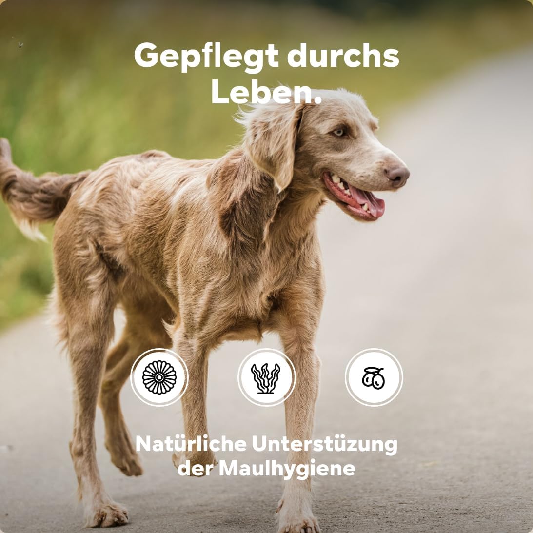 HGM Hund Zahnsteinpulver, gegen Zahnstein & Maulgeruch, Pulver mit Seealge & Kamille, natürliche Zahnpflege für Hunde, einfache Anwendung statt Zähneputzen – HGMflex von Tierarzt Dr. Knoop 3 x 100g