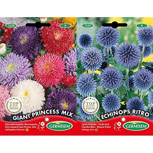 Germisem Graines Reine-marguerite Super Princesse +Graines Chardon Bleu