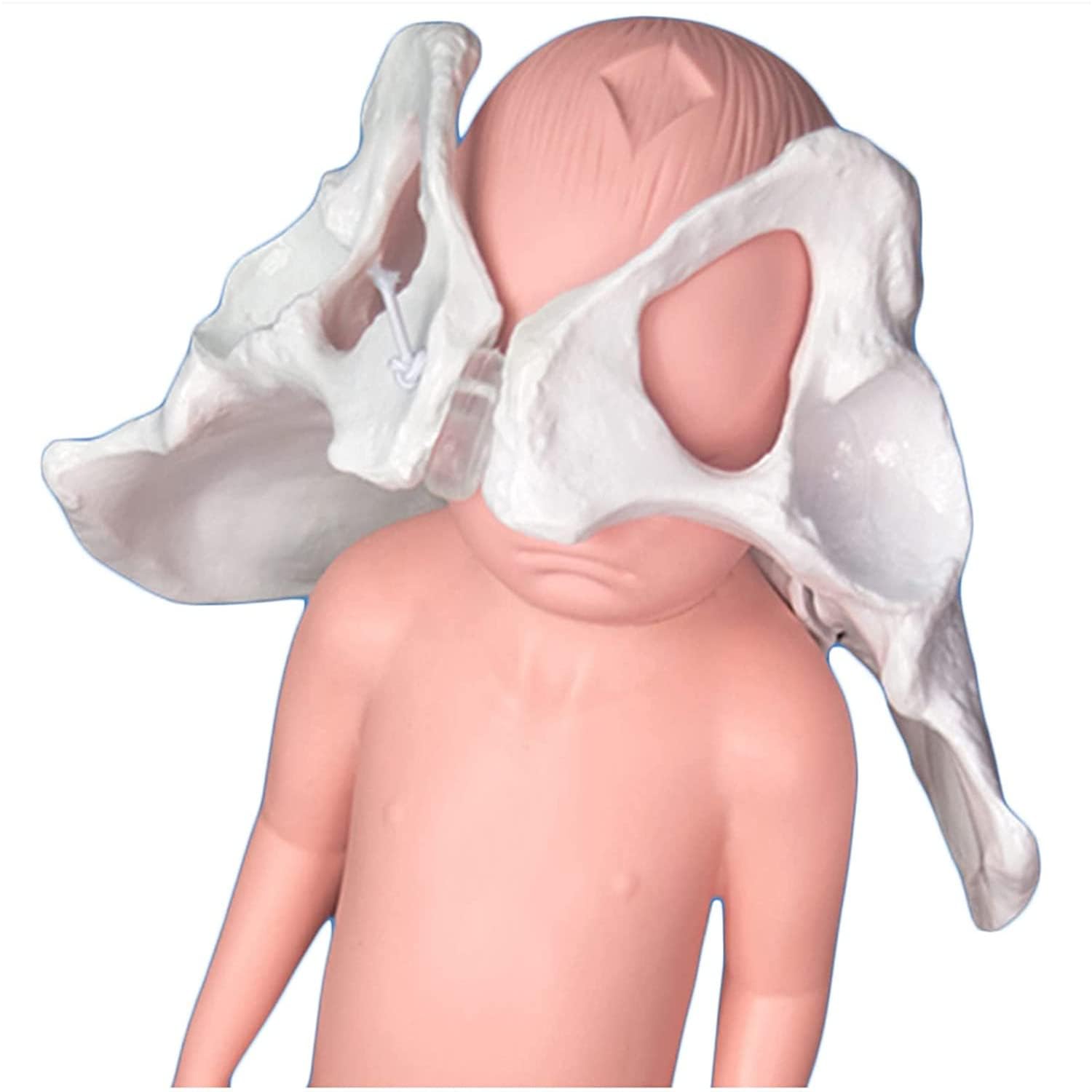 1 Szt. Naturalnej Wielkości Model Miednicy Żeńskiej Do Treningu Rodzenia-Anatomiczna Pomoc Dydaktyczna Z Ruchomym Stawem I Modelem Noworodka