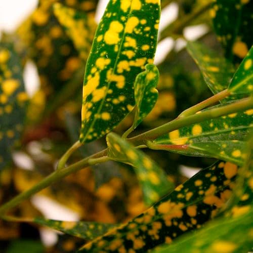 Miniatura 10 de Croton Mammy - Planta viva para interior  Diferentes plantas de interior en maceta de 4 y 6 pulgadas  Decoración de plantas de casa real para sala