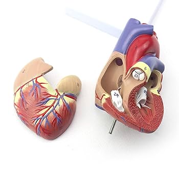 【ヴィンテージ／心臓模型】解剖モデル・中開閉ギミック・希少・インテリアにも◎ ヴィンテージ／心臓模型】解剖モデル・中開閉ギミック・希少