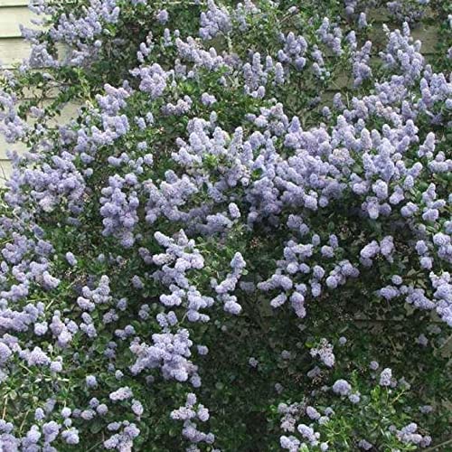 Chuxay Garden 50 Seeds Creeping Ceanothus 'Remote Blue',Mountain Lilac, California Lilacs Mounding Evergreen Fast-Growing Shrub Rare Blue Lilac Privacy Screen Striking Landscaping Plant #TOP1