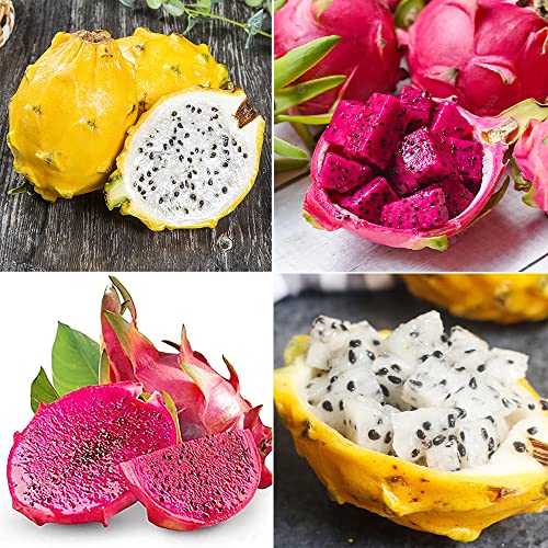 Qauzuy Garden 200 Mixed Dragon Fruit Seeds Pitahaya Pitaya Strawberry Pear Seeds, Non-Gmo Heirloom Fruit Seeds, Highly Nutritious & Easy To Grow #TOP12