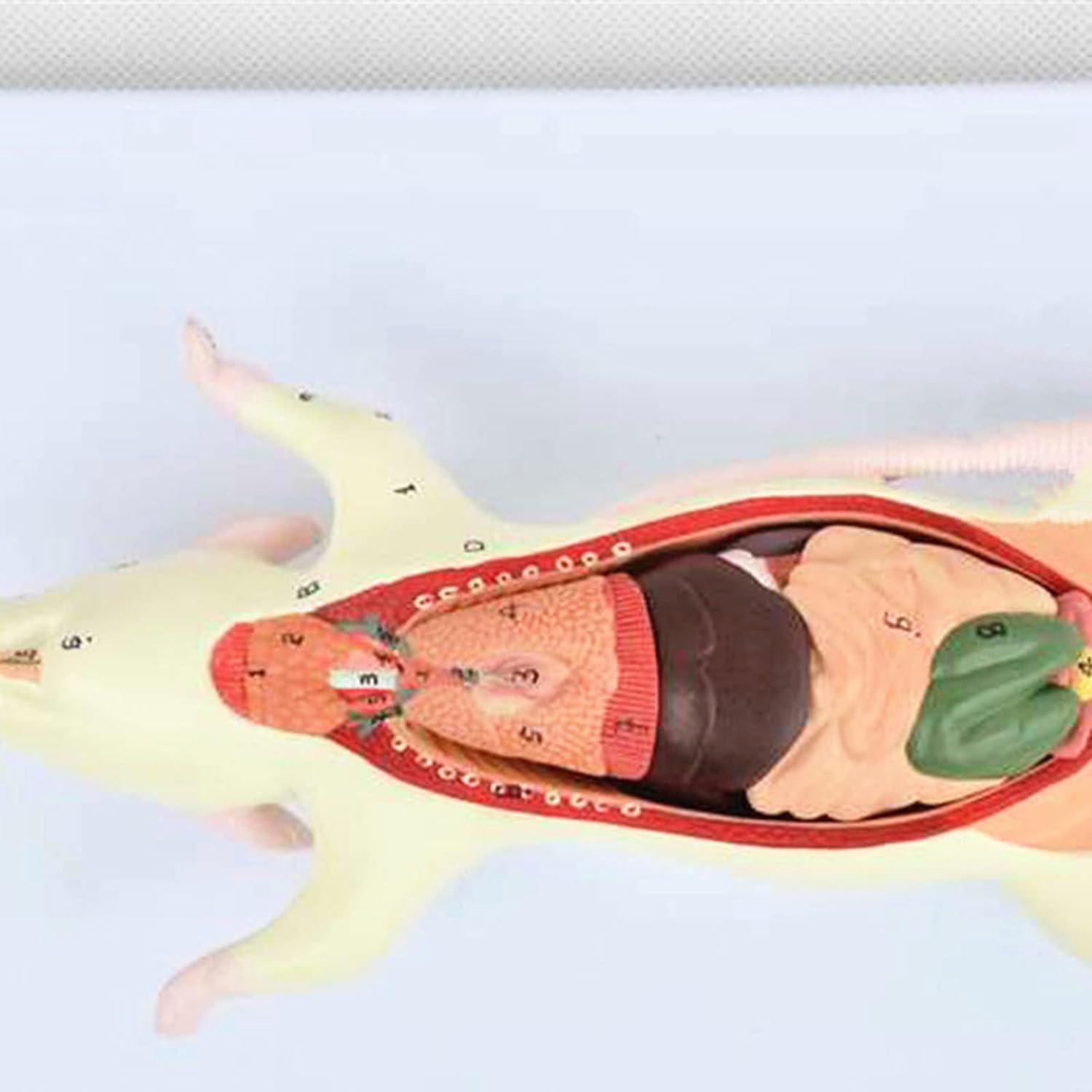 1 szt. Model anatomiczny myszy do zastosowań w opiece zdrowotnej – do szkoleń z zakresu weterynarii i biologii