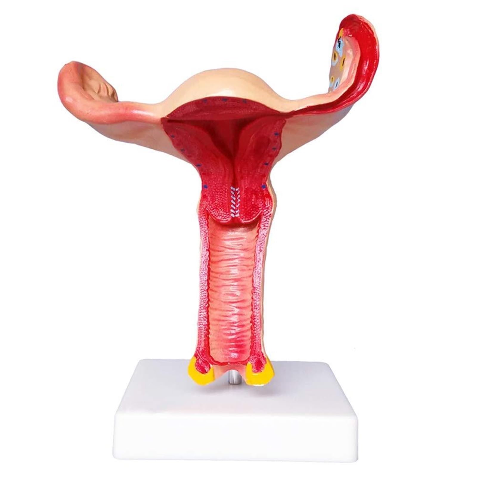 Model macicy układ rozrodczy kobieca macica jajnik anatomiczny model PVC powiększenie jajnika nauczanie medyczne do szkoły sprzęt laboratoryjny medyczny