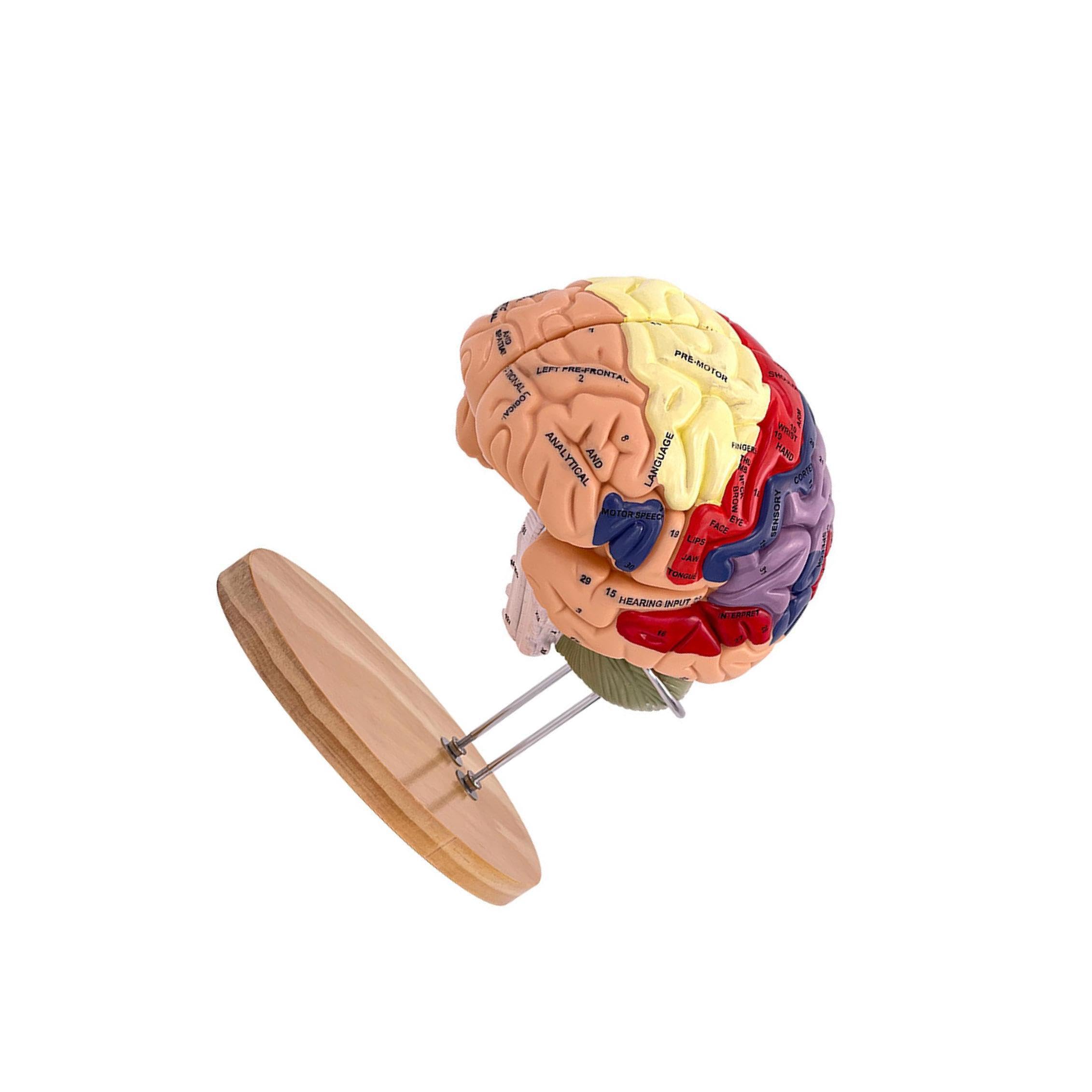 Modelo de Cerebro Humano para Aprender a enseñar tamaño Doble ampliado con áreas funcionales Desmontables para Estudio de anatomía Estudio en el