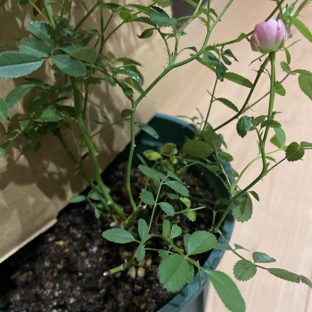 Amazon.co.jp: マイクロミニバラ 四季咲き 薔薇 苗 苗木 : DIY・工具