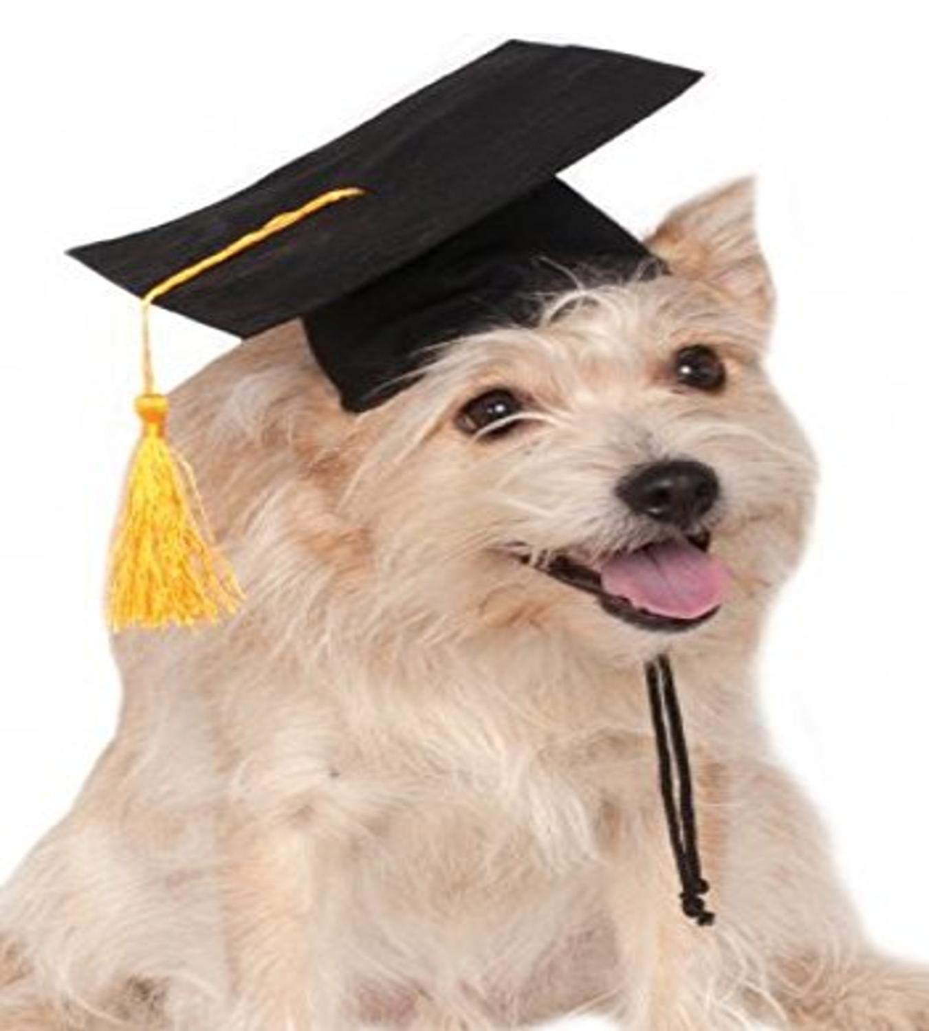 Black Graduation Hat Pet Accessory 