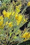 30 Knife-Leaf Wattle Bush Seeds for Planting - Knife Acacia, Acacia cultriformis