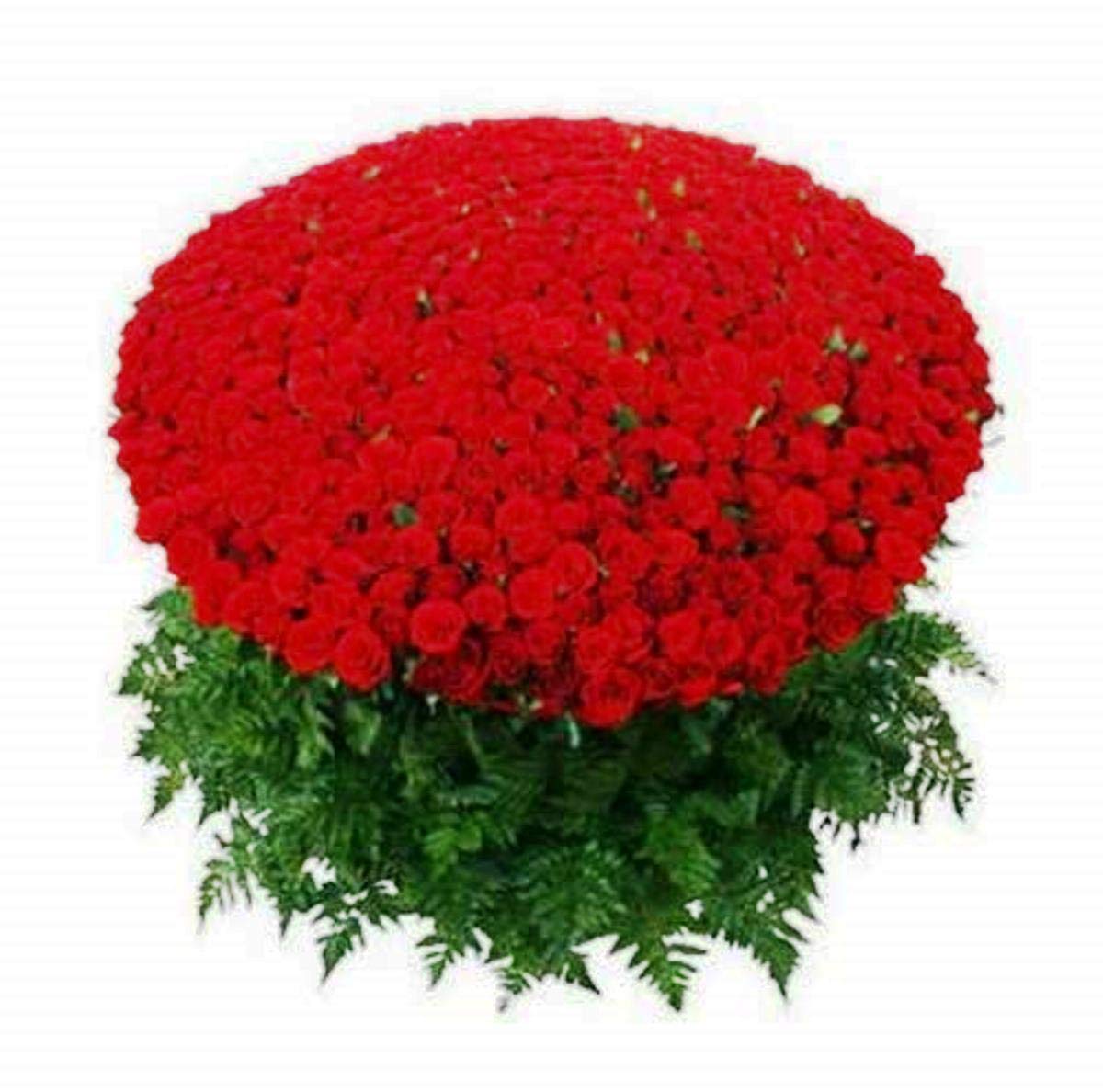 Fresh Flowers Bunch of 100 Red Roses Hand Tied with Ribbons || Centenary Jubilee Special Gift, Bunch of 100 (Red)-image-4