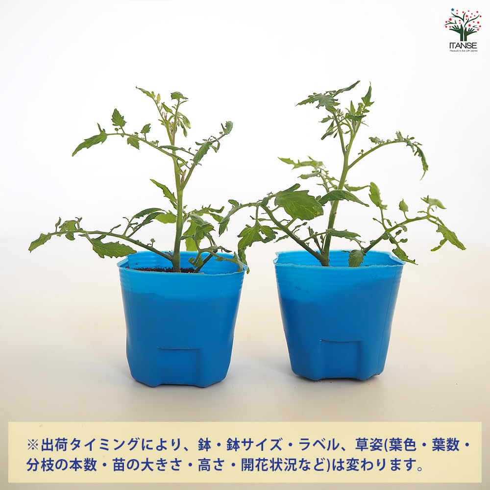 Amazon.co.jp: ITANSE 高糖度ミニトマト キャンディ