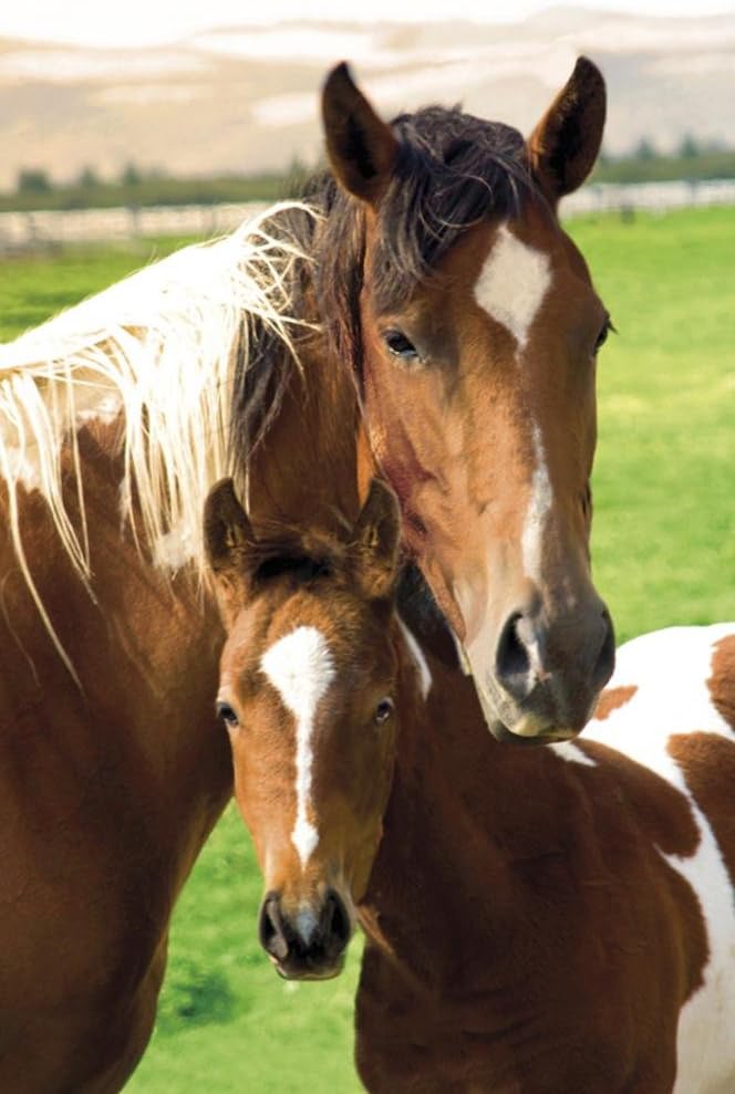 Horses Mare and Foal Art Print Poster - 24x36 Animal Poster Print, 24x36