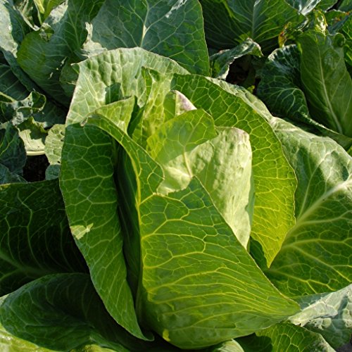 Spring Cabbage Plants For Sale in UK Compare Easily May 2022