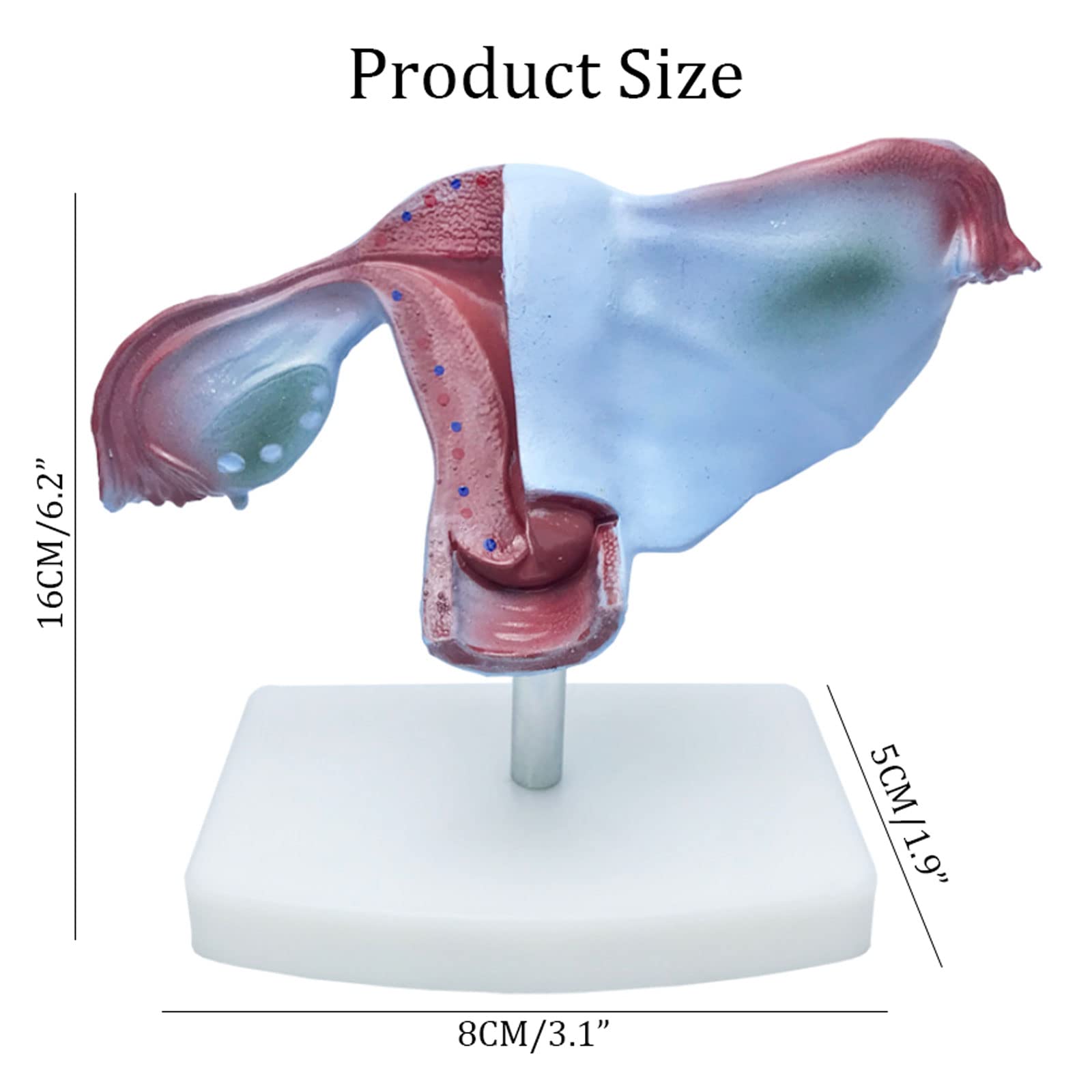 医療用、模型。子宮 医療用、模型。子宮