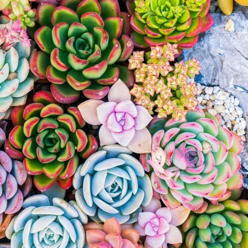 40 Live Succulent Cuttings 20 Varieties Succulent Live Garden Starter Jade Plants Cactus Flowers #TOP3