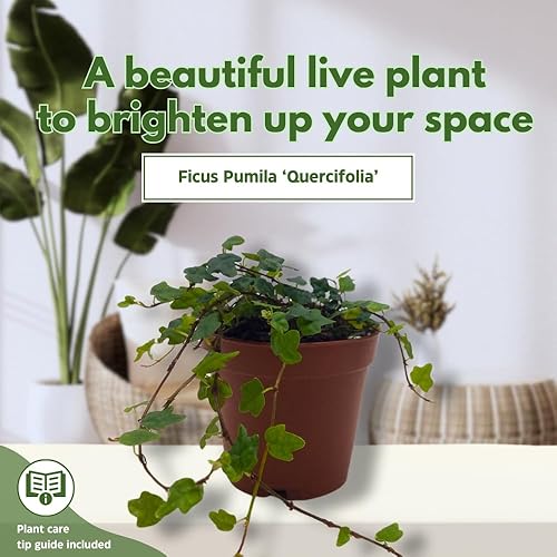 Miniatura 3 de BubbleBlooms Cadena de ranas, en una maceta de 2 pulgadas, planta de pies de rana, Ficus pumila Quercifolia, Oakleaf Tiny Mini Pixie Plant