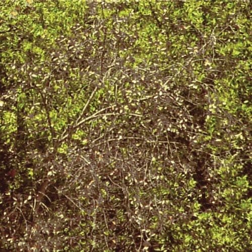 Plat [Audio CD] Charity Chan