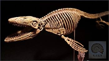 Amazon | 菊石 1/25 サイズ モササウルス 骨格 恐竜 リアル