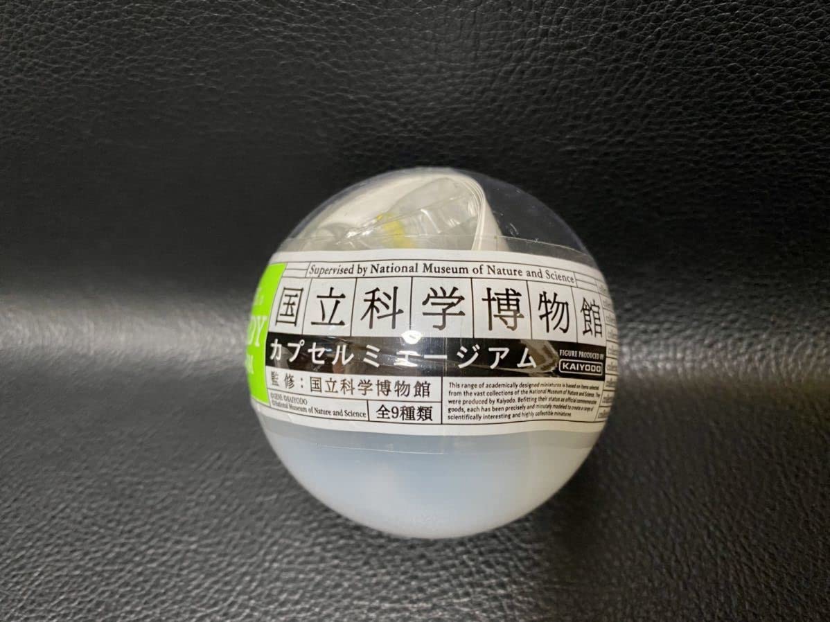 Amazon | 国立科学博物館 カプセルミュージアム ヤンバルテナガコガネ