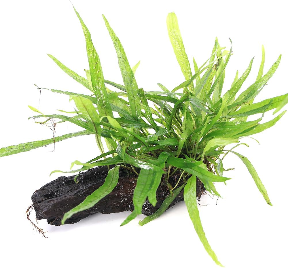 天然珊瑚サンゴ 剥製 タツノオトシゴ 貝殻 ヒトデ 2kg以上