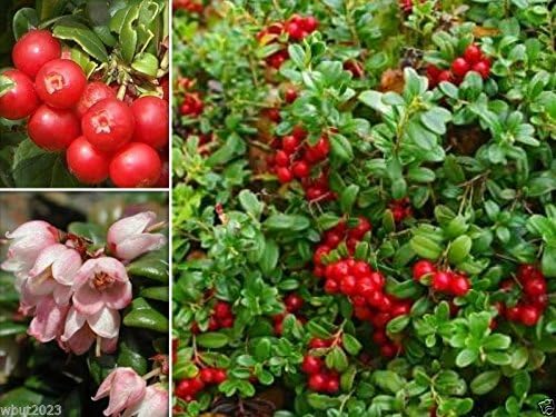 Lingonberry Seeds- (Vaccinium Vitis-idaea) Evergreen shrub, bears edible fruit (100)
