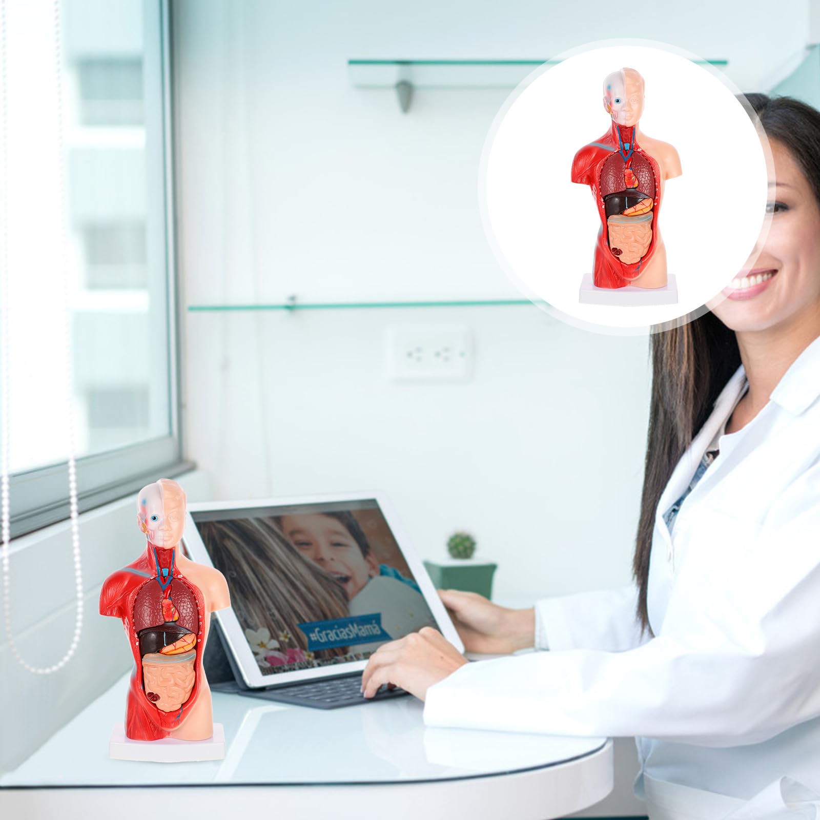 NUOBESTY Anatomisches Herzmodell zur Anschaulichen Demonstration aus Pvc Menschliches mit 15 Abnehmbaren Teilen Zerlegbares Dissektionsmodell für Krankenhäuser und Schulen