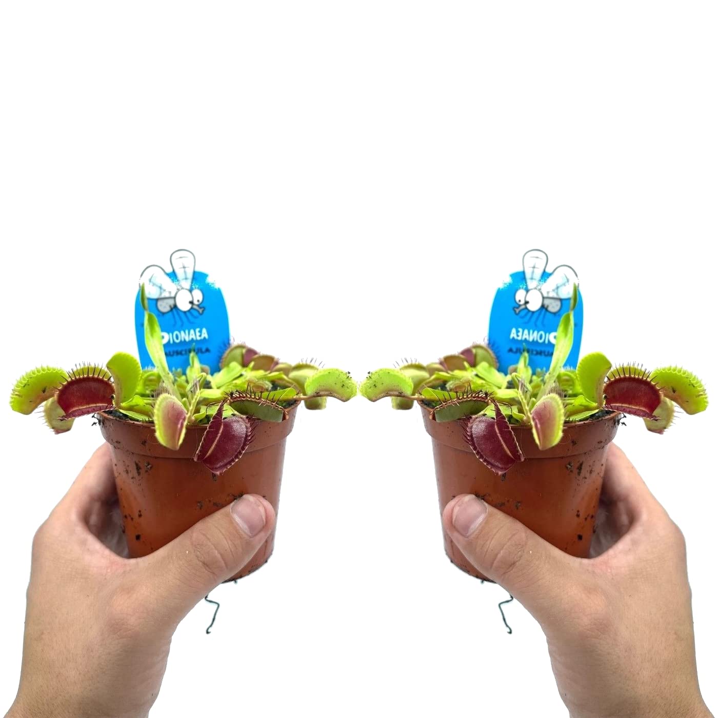 Duo de Plantas Carnívoras Naturales Dionaea Muscipula Plantas Que Comen Moscas